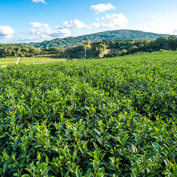 Trafalgar Reports Progress on Sustainability Goals in 2024 Impact Report