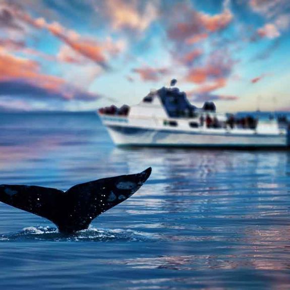 whalewatchingcaribbeantours